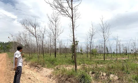 Gia Lai thu hồi đất cao su kém hiệu quả để phát triển kinh tế