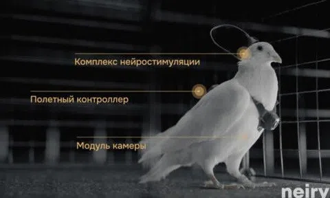 Nga biến chim bồ câu thành bio-drone, bay xa hàng trăm km