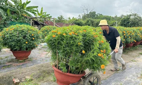 Làng hoa lớn nhất Đà Nẵng “cháy hàng” giáp Tết Bính Ngọ