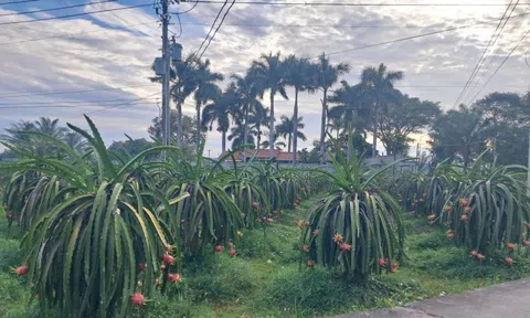 Giá thanh long cận Tết bất ngờ lao dốc, nông dân lo đầu ra