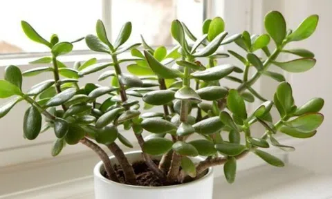 3 loại cây 'giữ của', 'hút' tài lộc nên trồng trong năm Bính Ngọ