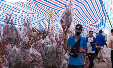 VIDEO: Hoa đào giá bình dân đổ bộ TPHCM dịp cận Tết