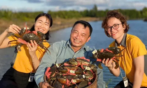 Cua gạch Cà Mau có giá 1,3 triệu đồng/kg