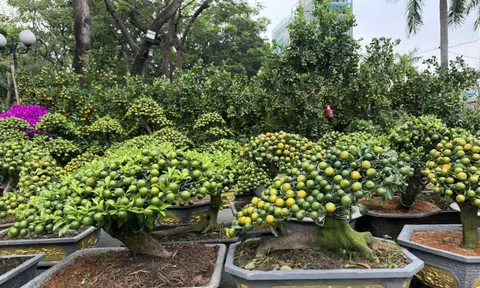 Nhiều hoa kiểng "độc lạ" tại các chợ hoa ở TPHCM