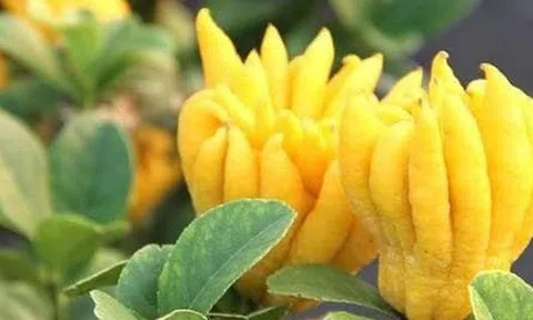 5 loại cây trồng trong nhà mang tới sung túc, may mắn năm 2026