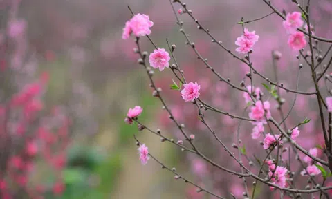 "Hái lộc" đầu xuân Bính Ngọ tại một số nhóm cổ phiếu dự báo hút mạnh dòng tiền