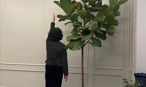 Người xưa dặn "Cây âm không vào nhà, cây dương không trồng mộ": Nghe thì tâm linh nhưng sự thật lại vô cùng khoa học!