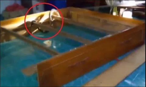 Nghe tiếng động lạ dưới gầm giường, chủ nhà "đứng tim" khi phát hiện 'vị khách không mời' khổng lồ