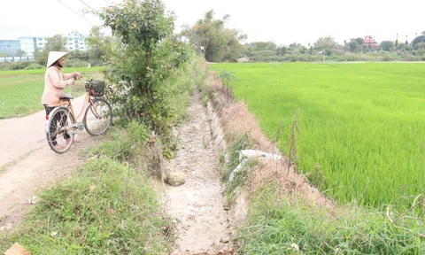 Nông dân Đà Nẵng "méo mặt" vì mặn đến sớm, kêu gọi thủy điện xả nước