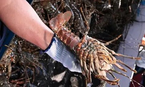 Trung Quốc mạnh tay mua tôm hùm của Việt Nam
