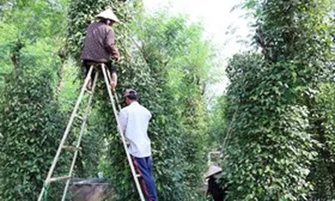 Nông dân Đồng Nai trúng mùa hồ tiêu