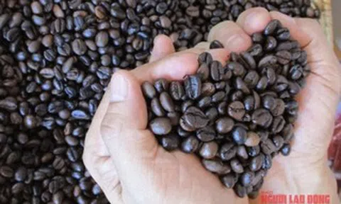 Giá cà phê hôm nay 24-3: Hạ nhiệt