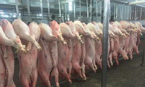 Giá heo hơi hôm nay, 27-3: Tiếp tục giảm ở khu vực miền Bắc