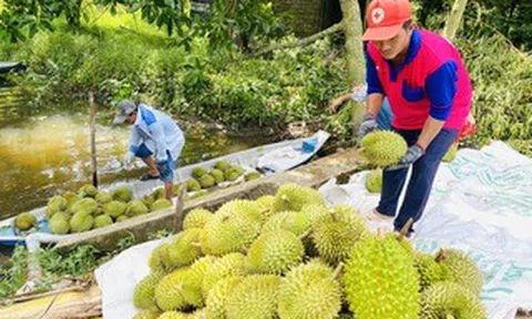 Sau lập đỉnh, giá sầu riêng quay đầu giảm mạnh