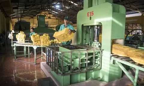 VRG quyết liệt triển khai Nghị quyết 79 về phát triển kinh tế nhà nước