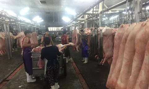 Giá heo hơi hôm nay, 7-4: Sức mua yếu, giá vẫn tăng