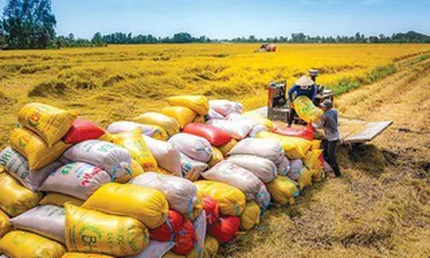 Dự báo giá lúa gạo sẽ sớm ổn định