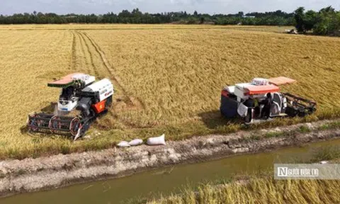 Nỗi lo “trúng mùa, hụt lãi” của nông dân vụ Đông Xuân