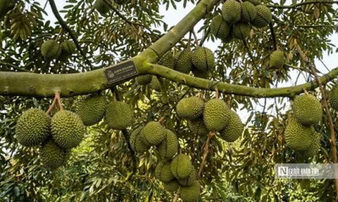 Giá sầu riêng giảm, nhà vườn và thương lái cùng “mắc kẹt”