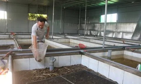 Hàng ngàn tấn lươn nuôi chưa tìm được đầu ra