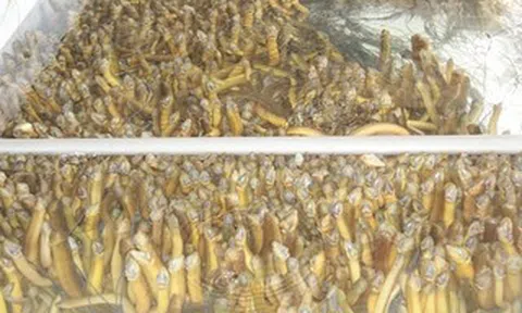 Hình ảnh hàng chục ngàn con lươn quá lứa, chưa được tiêu thụ ở Cần Thơ