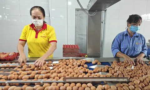 Từ vụ trứng Ba Huân nợ bảo hiểm xã hội kéo dài: Thấy gì từ những "thương hiệu quốc dân"?