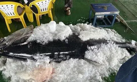 Ngư dân Gia Lai liên tiếp trúng đậm cá ngừ đại dương “khủng”