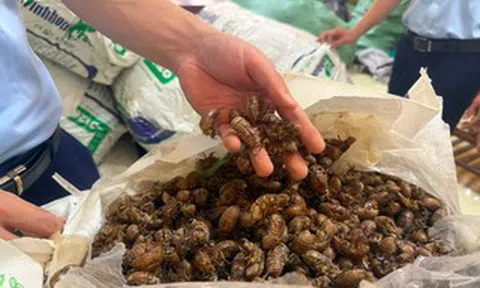 Luật sư nói gì về truy xuất nguồn gốc từ vụ "xác ve sầu khô bị tạm giữ"?