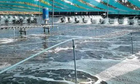 Không phải đất hiếm hay sầu riêng, một mỏ vàng của Việt Nam vừa mang về 1,5 tỷ USD: Mỹ, Trung Quốc đều là ‘khách ruột’, nước ta xuất khẩu đứng thứ 3 thế giới