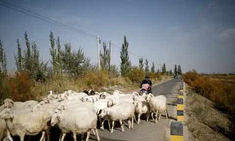 700 người tranh nhau nộp đơn xin làm chăn cừu: 'Lời nguyền tuổi 35' bóp nghẹt người lao động tại nền kinh tế lớn thứ hai thế giới