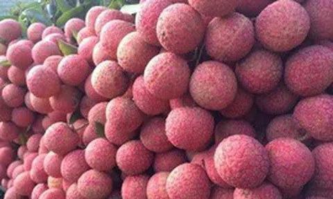 Gần 5.000 tấn vải thiều Việt chuẩn bị xuất khẩu sang Trung Quốc: Doanh nghiệp láng giềng tăng tốc gom hàng