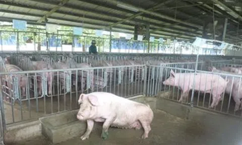 Giá heo mảnh hôm nay, 31-5: Các vùng miền tiếp tục giảm
