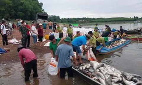 Hơn 200 tấn cá chết trắng hồ Trị An sau mưa lớn, người dân chung tay thu mua “giải cứu”