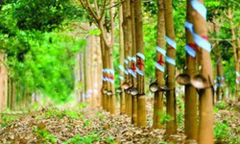 Cổ phiếu Cao su Phước Hòa (PHR) được kỳ vọng vượt đỉnh lịch sử, động lực đến từ đâu?