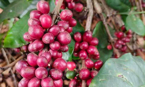 Giá cà phê hôm nay, 9-6: Robusta hồi phục, Arabica chưa tìm thấy đáy