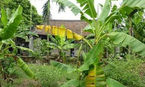Vì sao người xưa thường trồng cây chuối sau nhà?