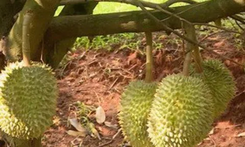 “Thủ phủ sầu riêng” mới rộng lớn bậc nhất Đông Nam Bộ vào vụ thu hoạch