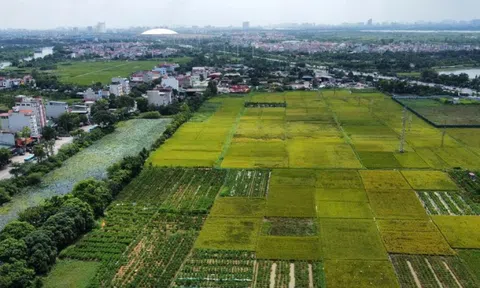 Quy định mới về xây nhà trên đất lúa: Xây 1 tầng, không hầm