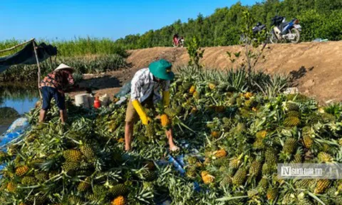 Đồng Tháp: Khóm mất giá, người trồng thấp thỏm
