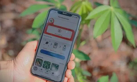 Dự án Khoai mì bền vững - ổn định năng suất và thu nhập cho người nông dân trồng mì