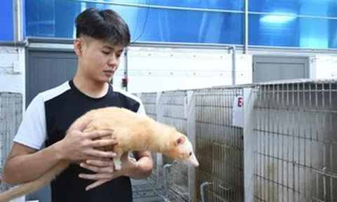 Khám phá trang trại nuôi chồn hương đặc biệt ở TP Đồng Nai