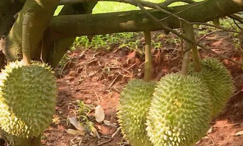 “Thủ phủ sầu riêng” mới rộng lớn bậc nhất Đông Nam Bộ vào vụ thu hoạch