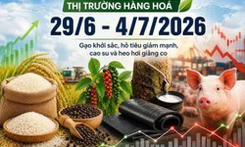 Thị trường hàng hóa tuần qua (29/6 - 4/7): Gạo khởi sắc, hồ tiêu giảm mạnh, cao su và heo hơi giằng co