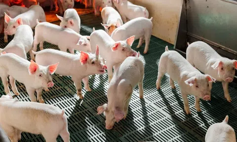Công ty của tỷ phú Trần Đình Long bán hơn 200.000 con heo sau 6 tháng