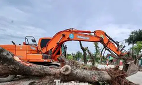 Di dời hàng xà cừ cổ thụ phục vụ dự án đường 70 hơn 3.370 tỷ đồng