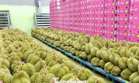 Bất ngờ nhiều doanh nghiệp xin trả mã số vùng trồng sầu riêng