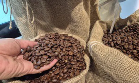 Giá cà phê hôm nay, 30-6: Arabica bật tăng, Robusta sụt giảm