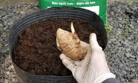 5 lý do nên trồng 1 chậu nghệ trong nhà