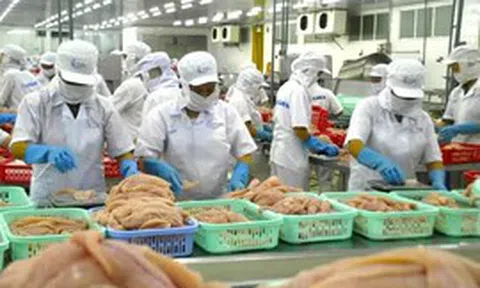Biến bùn thải từ chế biến cá tra thành phân bón hữu cơ