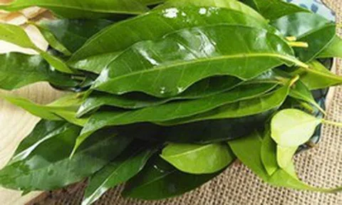 Nhà khoa học Việt nhận bằng sáng chế độc quyền từ lá vối: Thứ được tạo ra khiến nhiều người bất ngờ